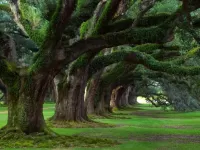 Пазл Старый парк