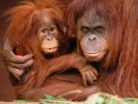 Пазл Суровый взгляд