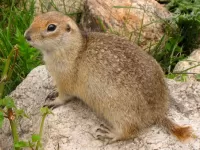 Пазл Суслик