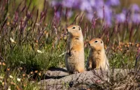 Пазл Суслики