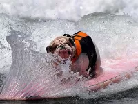 Пазл Сёрфингист