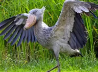 Пазл Танец китоглава