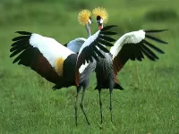 Пазл Танец журавлей