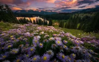 Пазл Таёжная красота