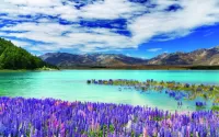 Пазл Tekapo, New Zealand