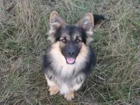 Пазл Темный пес