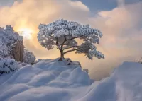 Пазл Temptation of the white tree