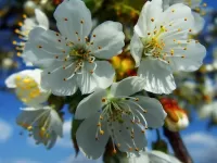 Пазл Тычинки