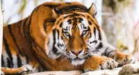 Пазл Tiger