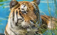 Пазл Тигр