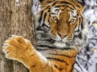 Пазл Тигр 