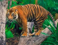 Пазл Тигр на дереве