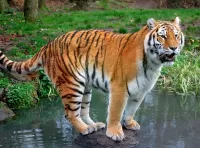 Пазл Тигр на камне 