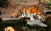 Пазл Тигр на водопое