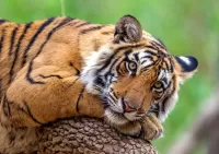 Пазл Тигр отдыхает