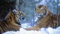 Пазл Тигры на снегу