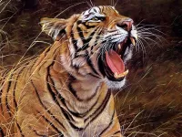 Пазл Тигриный рык