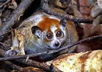 Пазл Толстый лори