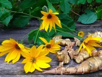 Пазл Топинамбур