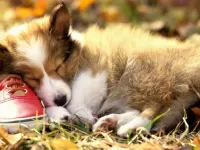 Пазл Тоскую