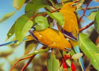 Пазл Травяной попугайчик