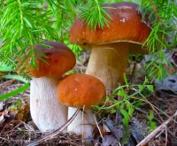 Пазл Три боровика