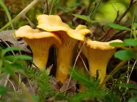 Пазл Три лисички 