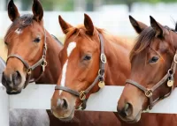 Пазл Три лошади