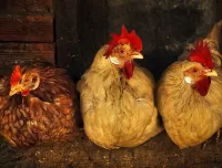 Пазл Три птицы