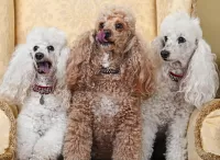 Пазл Три пуделя