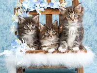 Пазл Три пушистика