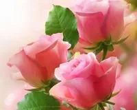 Пазл Три розы