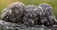 Пазл Три совёнка