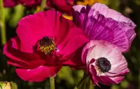 Пазл Три цветка