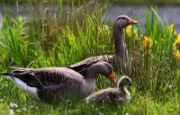 Пазл Три утки