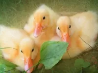 Пазл Три утёнка