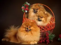 Пазл Трио шпицев