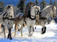 Пазл Тройка