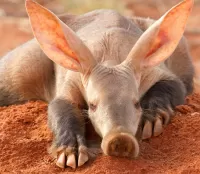 Пазл Трубкозуб