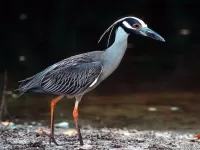 Пазл Цапля