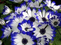 Пазл Цинерария