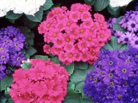 Пазл Цинерария