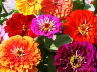 Пазл Цинния