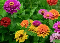 Пазл Циннии 