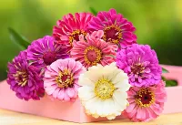 Пазл Циннии