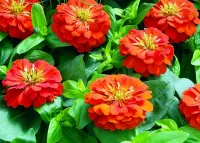 Пазл Циннии 