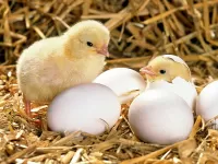 Пазл Цыплята
