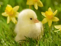 Пазл Цыплёнок