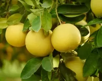 Пазл Цирусовый сад