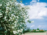 Пазл Цветение